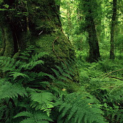 Gambar pemandangan indah di hutan yang alami dan sejuk