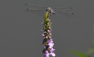 Garten, Natur, Insekten, Nützlinge, natur, pryfed, organebau llesol