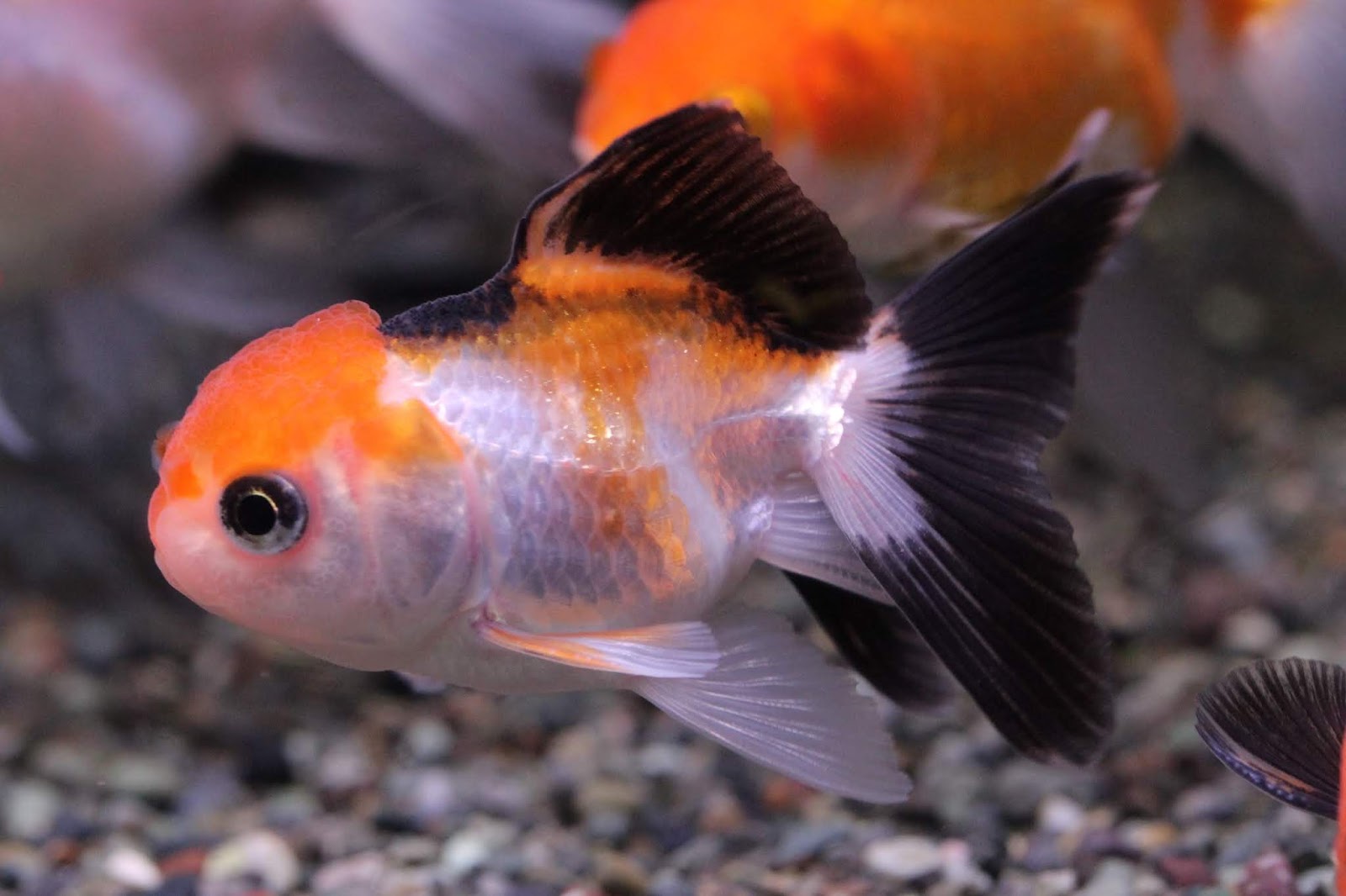 アクアテイク ｅ ブログ 冬場の金魚飼育 室内 の注意点 トリカラーオランダご紹介