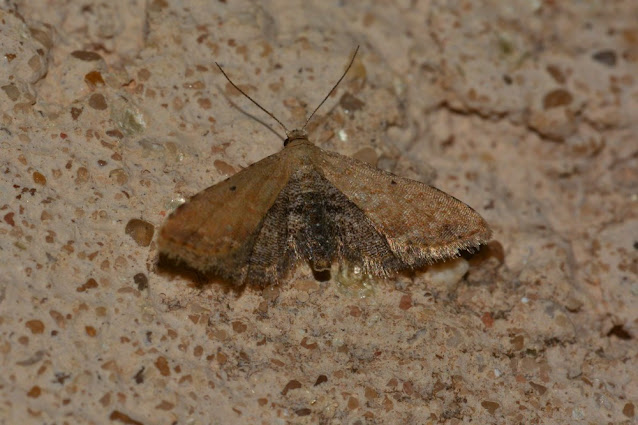 Araeopteron ecphaea