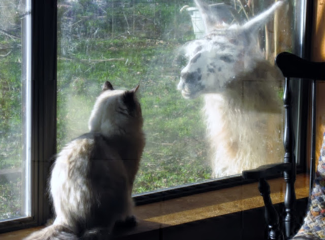 Godfrey and Jagger at heartsongfarm.blogspot.com