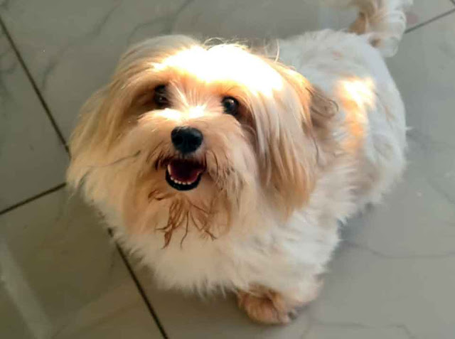 Adopt Sandy Female Yorkshire Terrier