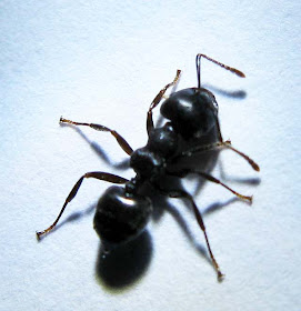 black species of Crematogaster