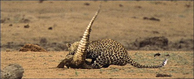 [Image: Leopard_Croc_Fight_10.jpg]