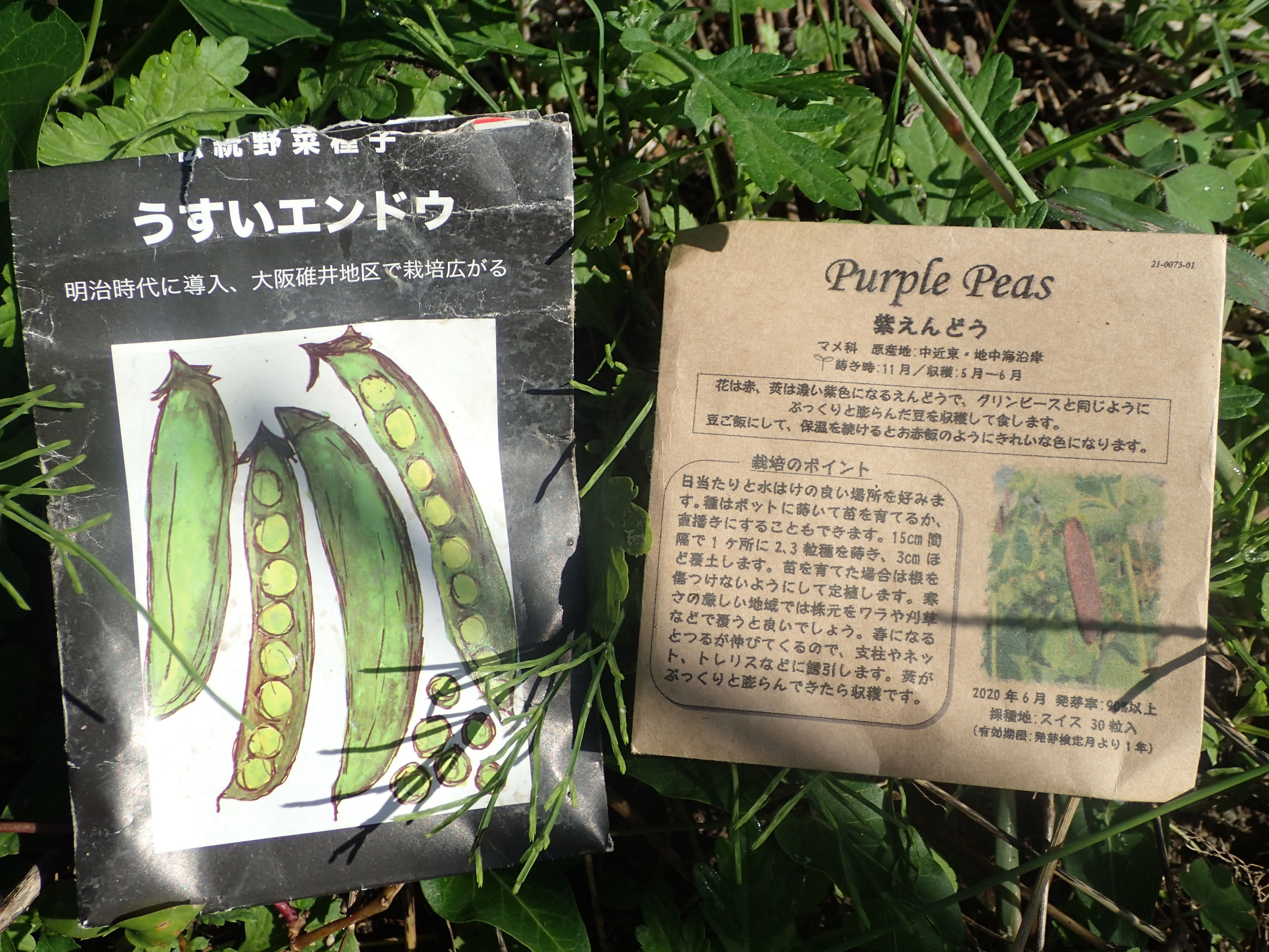 えんどう豆の種まきと秋の昼食 珍妙雑記帖