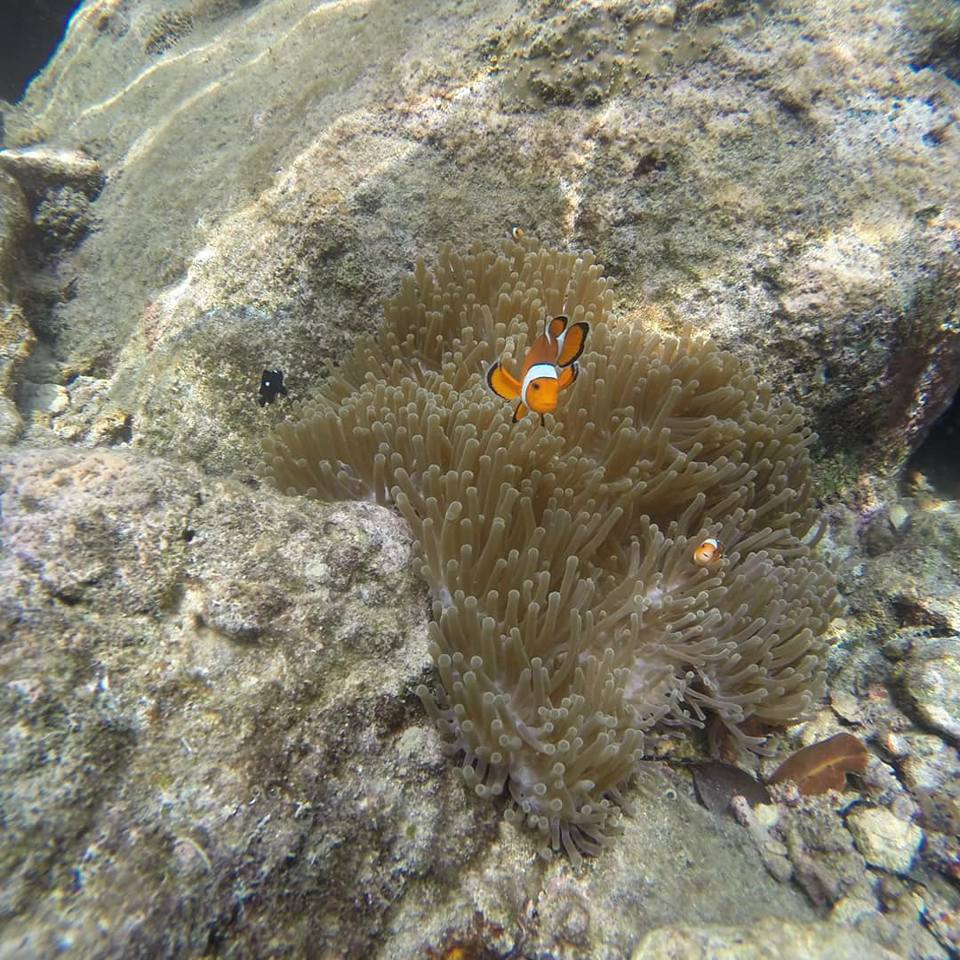 Snorkeling Di Aceh Trip Aceh