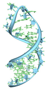 RNA (RiboNucleic Acid) atau Asam Ribonukelat