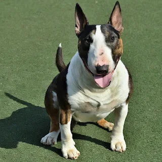 Bull Terrier Graphics