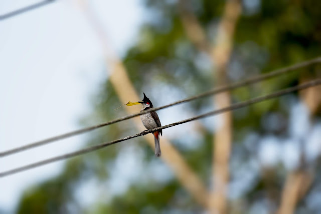 Birds Agumbe Red-whiskered bulbul breeding plumage