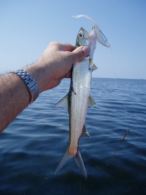 Kayak Angling for Big Fish: Fishing Report 5/21/11 