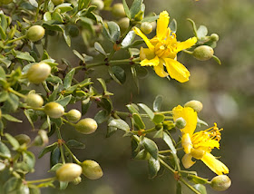  Larrea  tridentata