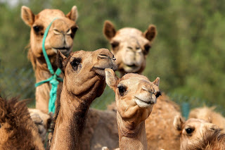 Camel Facts