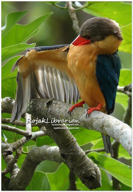 Stork-billed Kingfisher