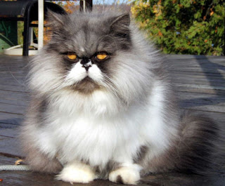 persian longhair cat puss pussy pussycat grimalkin kat mace pisik kotka gat macka kocka kass pusa kissa gato katze macska kottur kakis kate qattus kot pisica macka katt kedi con meo kucing pets huisdieren animaux de compagnie Haustiere animais Animale de companie animales domesticos husdjur Evcil Hayvan anifeiliaid anwes domace zvali binatang kesayangan augintiniai animali domestici peatai bet kay lemmikit mga alagang hayop domaci zvirata kucni ljubimci animals domestics maskotak binatang peliharaan species