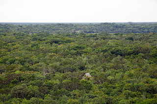 Die Ruinen von Cobá in Mexiko - überwuchert vom Dschungel