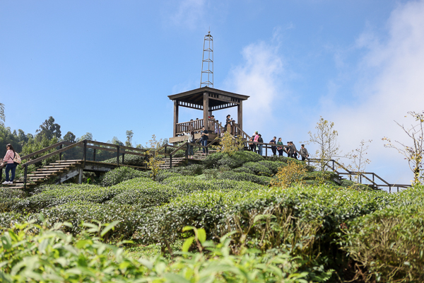 南投武岫農圃銀杏森林步道茶園、大崙山觀景台賞雲海、老K的家下午茶