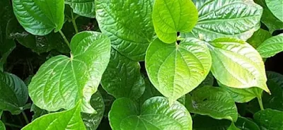 A imagem exibe um conjunto de folhas verdes brilhantes, arredondadas com veias proeminentes, variando em tons de verde claro a escuro, contrastando com um fundo escuro.