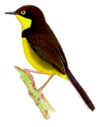 Apalis gorgigualdo Apalis flavigularis