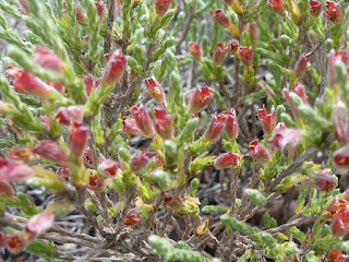 Hudsonie tomenteuse - Hudsonia tomentosa