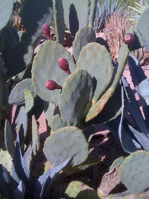 Opuntia, prickly pear