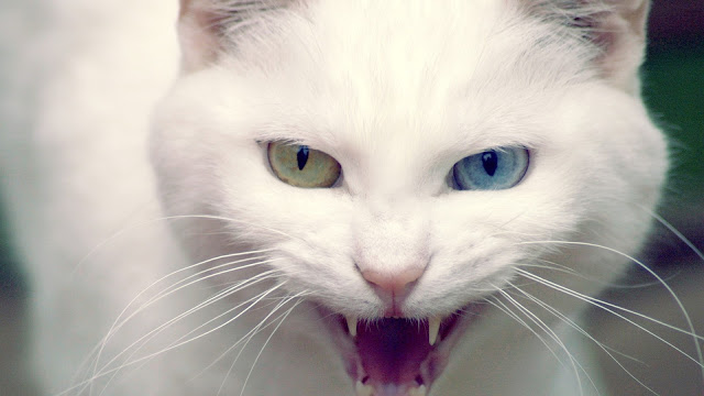 Wild White Cat HD Wallpaper | Desktop Wallpaper