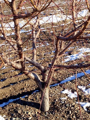 Open Center Peach Tree Before Pruning