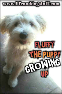 Fluffy the Puppy Growing Up