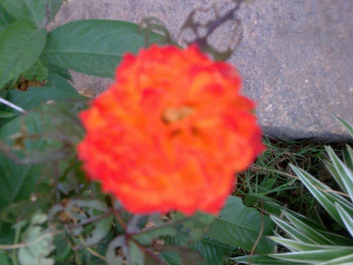 Red/Turmeric Rose