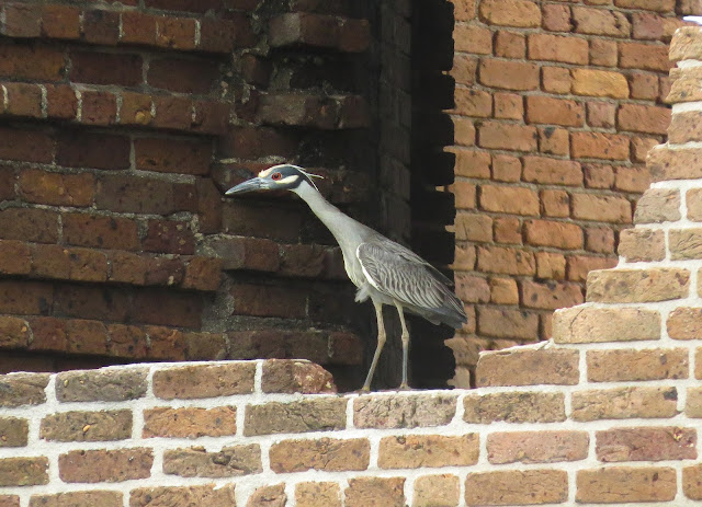 Yellow-crowned Night Heron - Dry Tortugas, Florida