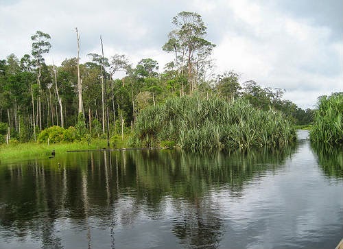 Taman Nasional Berbak