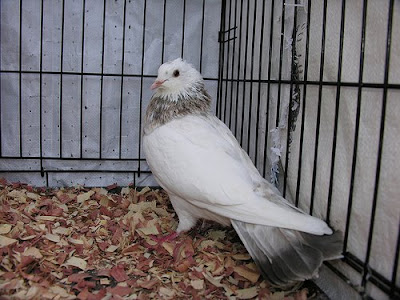 Bohemian Pouter Pigeon