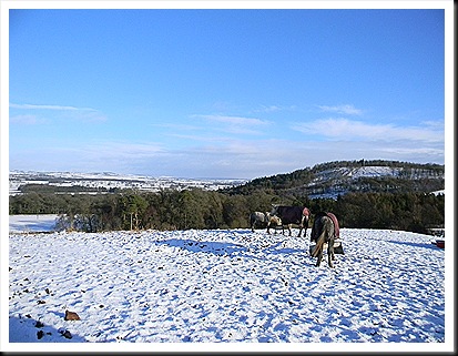 Jan 2011snowfall 002