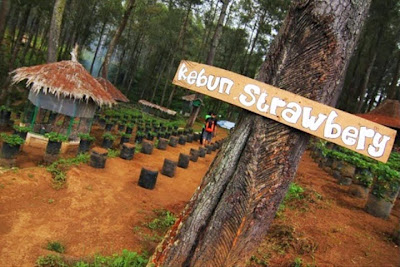 Kebun Strawberry Petik Sendiri