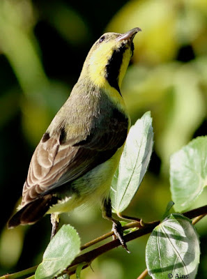 Purple Sunbird   Cinnyris asiaticus