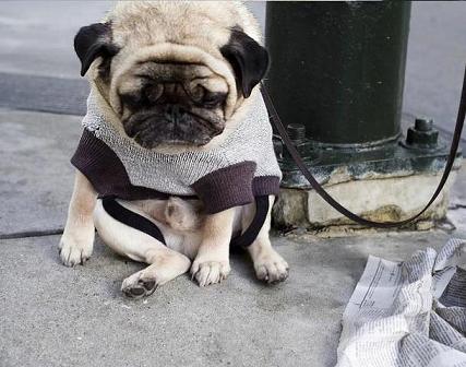 funny pics of pugs. Funny+pug+pictures+with+