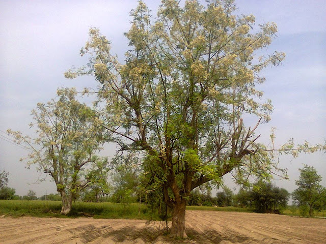 khasiat manfaat daun kelor  mengobati kanker