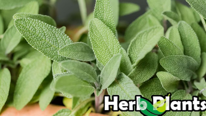 Unveiling the Mystique of Sage: Nature's Gift for Flavor and Wellness