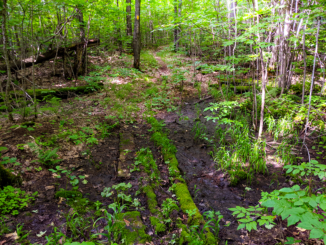 Along the Ice Age Trail Timberland Wilderness Segment