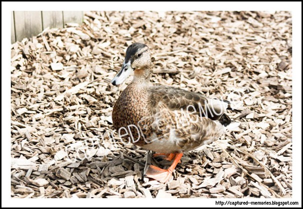 Duck