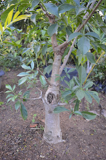 Mudas de baobá para bonsai - Bonsai de baobá - venda de mudas de baobá em Recife.