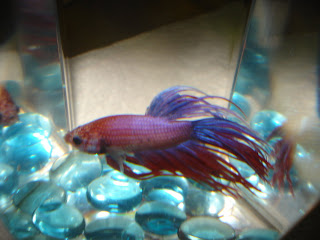 betta splenden