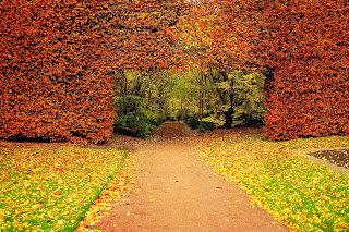 fall leaves on trees