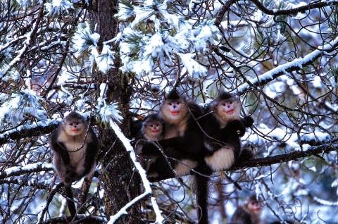 Snub-nosed monkey by Zhinong Xi