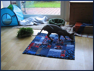 Dragonheart on his quilt