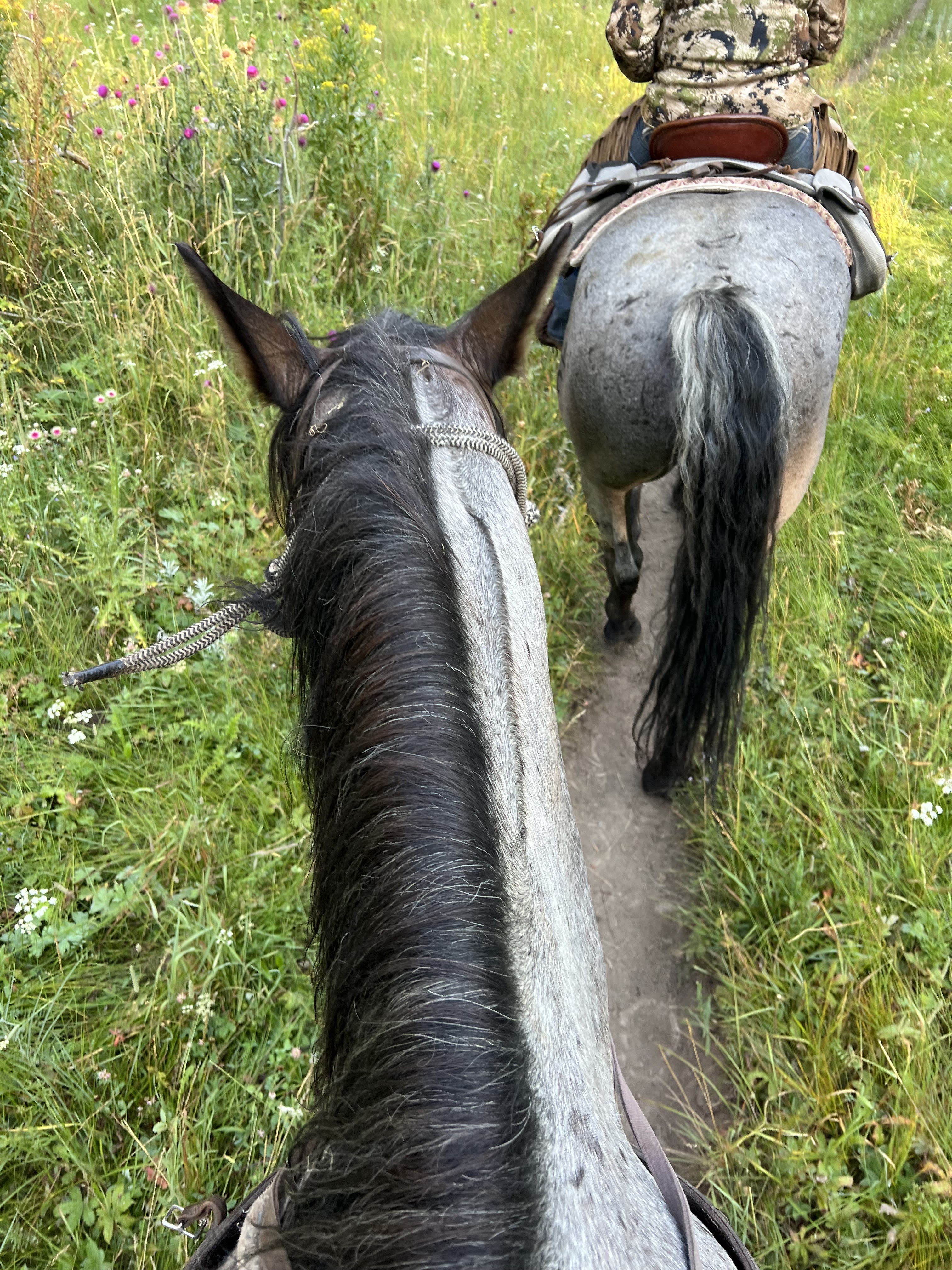 horseback riding, jackson hole wyoming, jackson Wyoming, jackson hole travel guide, jackson travel guide