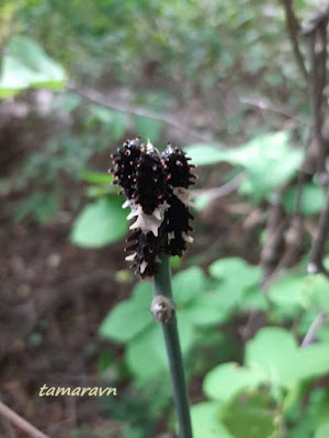 Гусеницы бабочки алкиной (Atrophaneura alcinous)