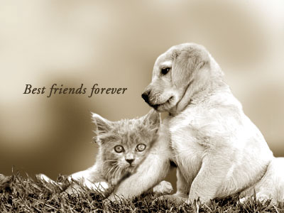 best friends quotes and sayings_09. est friends forever poems