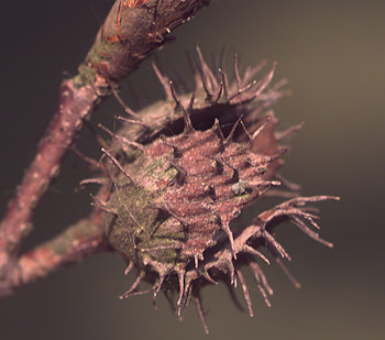 haya americana y su relacion con la fauna Fagus grandifolia