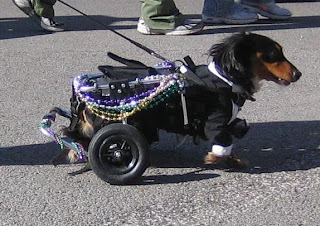 Black dog in tux with white collar, white cuffs on front paws and black wall tires on the carriage that replaces his paralyzed back legs.