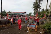 Ratusan Pasang Kerbau, Rebutkan Juara Makepung, Di Sirkuit Delod Berawah